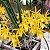Brassocattleya Sunny delight (Brassavola perrini x C. aurantiaca) - Imagem 1