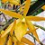 Brassocattleya Sunny delight (Brassavola perrini x C. aurantiaca) - Imagem 2
