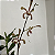 Arachnis - Imagem 10