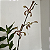 Arachnis - Imagem 11