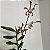 Arachnis - Imagem 12