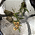 Oncidium equitante / Tolumnia - Imagem 8