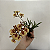 Oncidium equitante / Tolumnia - Imagem 1
