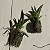 Oncidium equitante / Tolumnia - Imagem 6
