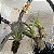 Oncidium equitante / Tolumnia - Imagem 7