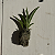 Oncidium equitante / Tolumnia - Imagem 5