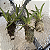 Oncidium equitante / Tolumnia - Imagem 2