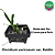 Oncidium varicosum var. Baldin - Imagem 4