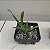 Oncidium varicosum var. Baldin - Imagem 5