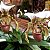 Paphiopedilum leeanum comum (Sapatinho) - Imagem 10