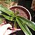 Paphiopedilum leeanum comum (Sapatinho) - Imagem 6