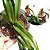 Paphiopedilum leeanum comum (Sapatinho) - Imagem 1