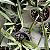 Paphiopedilum leeanum comum (Sapatinho) - Imagem 2