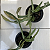 Paphiopedilum leeanum comum (Sapatinho) - Imagem 4