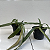 Paphiopedilum leeanum comum (Sapatinho) - Imagem 5