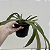 Paphiopedilum leeanum comum (Sapatinho) - Imagem 6