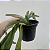 Paphiopedilum leeanum comum (Sapatinho) - Imagem 3