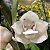 Orquídea Pomba ou Espírito Santo Peristeria elata - Imagem 4