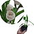 Orquídea Pomba ou Espírito Santo Peristeria elata - Imagem 10