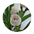 Orquídea Pomba ou Espírito Santo Peristeria elata - Imagem 8