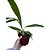 Orquídea Pomba ou Espírito Santo Peristeria elata - Imagem 2