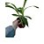 Orquídea Pomba ou Espírito Santo Peristeria elata - Imagem 3