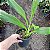 Phaius tankervilleae (Capuz de Freira) - Imagem 4