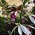 Phaius tankervilleae (Capuz de Freira) - Imagem 6