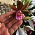 Phaius tankervilleae (Capuz de Freira) - Imagem 1