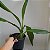 Phaius tankervilleae (Capuz de Freira) - Imagem 3