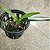 Rodriguezia Burgundy (Rza. venusta x lanceolata) - Imagem 2