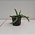Rodriguezia Burgundy (Rza. venusta x lanceolata) - Imagem 7
