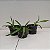 Rodriguezia Burgundy (Rza. venusta x lanceolata) - Imagem 4