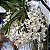 Rodriguezia venusta (Véu de Noiva) - Imagem 1