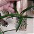 Rodriguezia venusta (Véu de Noiva) - Imagem 2