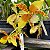 Rossioglossum grande (ex Odontoglossum grande) (orquídea-tigre) - Imagem 2