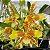 Rossioglossum grande (ex Odontoglossum grande) (orquídea-tigre) - Imagem 1