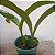 Rossioglossum grande (ex Odontoglossum grande) (orquídea-tigre) - Imagem 6