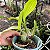 Rossioglossum grande (ex Odontoglossum grande) (orquídea-tigre) - Imagem 8