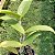 Blc. Shirozu Erica (Brassolaeliocattleya durigan x Cattleya leopoldii dark princess) - Imagem 8