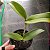 Blc. Shirozu Erica (Brassolaeliocattleya durigan x Cattleya leopoldii dark princess) - Imagem 5
