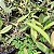 Blc. Shirozu Erica (Brassolaeliocattleya durigan x Cattleya leopoldii dark princess) - Imagem 9