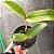 Blc. Shirozu Erica (Brassolaeliocattleya durigan x Cattleya leopoldii dark princess) - Imagem 3