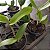 Blc. Shirozu Erica (Brassolaeliocattleya durigan x Cattleya leopoldii dark princess) - Imagem 6