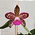 Blc. Shirozu Erica (Brassolaeliocattleya durigan x Cattleya leopoldii dark princess) - Imagem 2