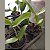 Blc. Shirozu Erica (Brassolaeliocattleya durigan x Cattleya leopoldii dark princess) - Imagem 7