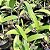 Blc. Shirozu Erica (Brassolaeliocattleya durigan x Cattleya leopoldii dark princess) - Imagem 10