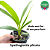 Spathoglottis plicata (Spatoglotis / Grapete) - Imagem 3