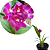 Spathoglottis plicata (Spatoglotis / Grapete) - Imagem 2