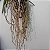 Tubete de Água para Orquídeas Aéreas (Vandas, Ascocendas, etc) - Imagem 1
